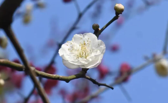 聊赠江南一枝春，嘉兴的梅花在等你